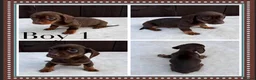 Miniature Dachshund dogs for sale: Dachshund puppies 2 boys 1 girl  - Advert 9