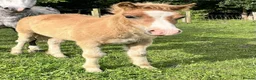 Welsh Section A horses for sale: Dapper Pony Open to Sensible Offers to Right Home - Advert 6