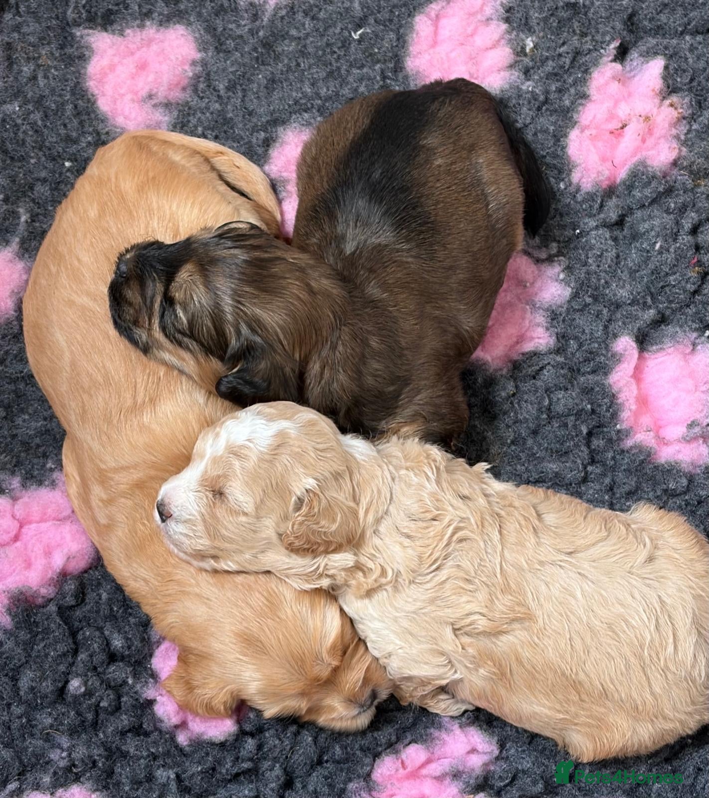 Mixed Breed dogs 3 Gorgeous Maltipoo Pups 🐶 - Advert 1