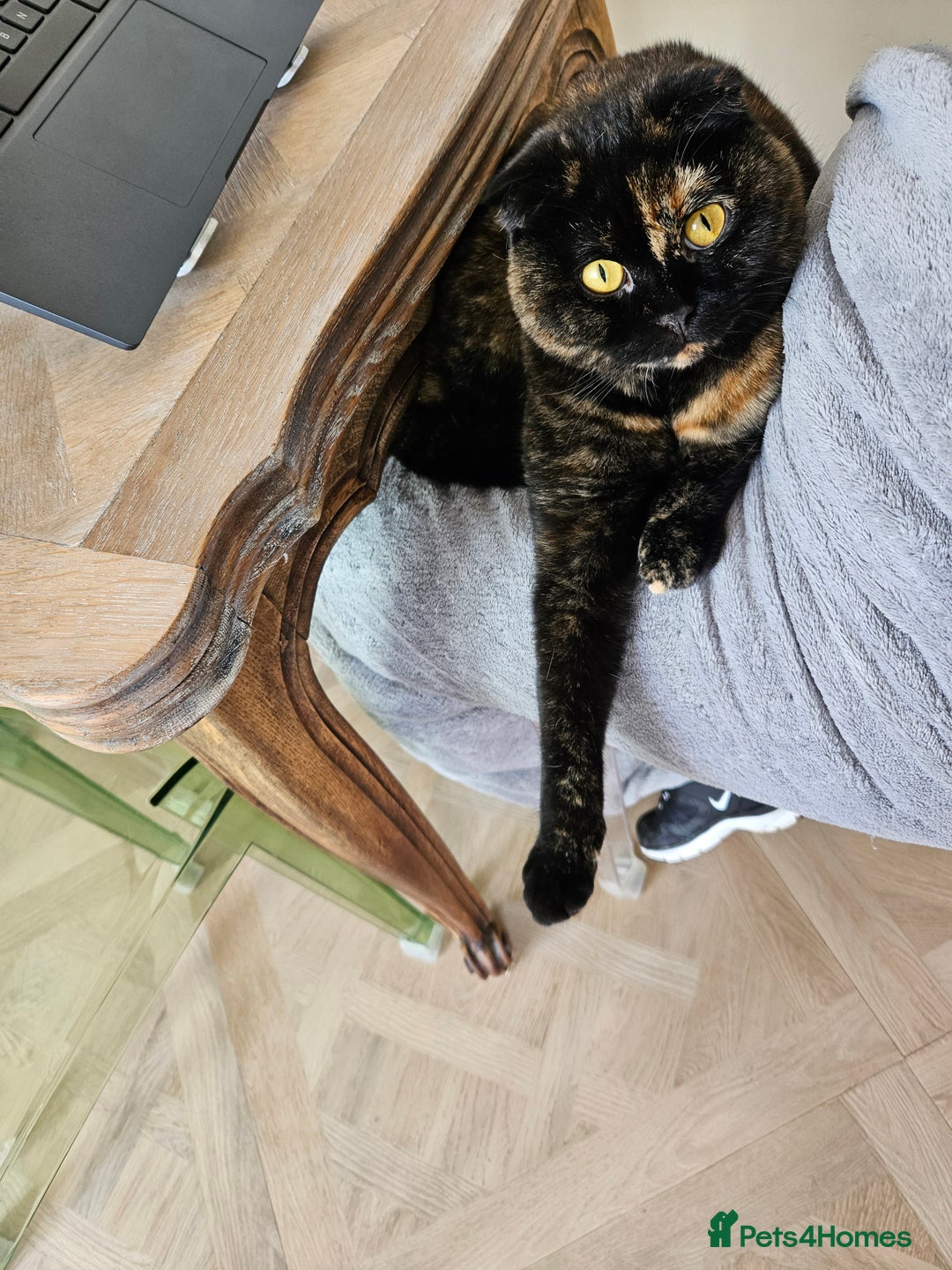 Scottish Fold cats for sale: Tortie girl, wonderful personality, 1.5years old - Advert 17