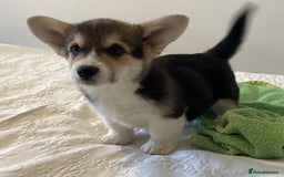 Welsh Corgi Pembroke dogs for sale: Welsh Pembroke Corgi Ready to leave 2 girls 1 boys - Advert 3
