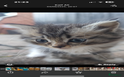 Ragdoll cats for sale: Persian ragdoll - Image 12
