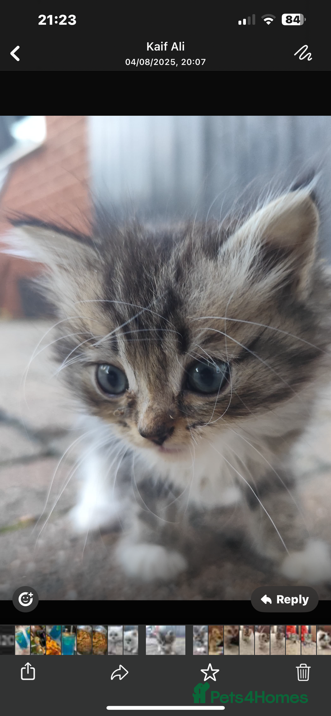 Ragdoll cats for sale: Persian ragdoll - Image 12