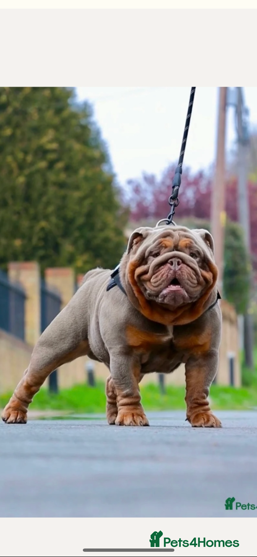 English Bulldog dogs for sale: Stunning KC Registered English Bulldog Puppies - Image 25