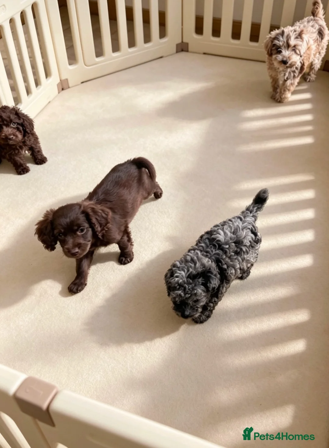 Cavapoo dogs for sale: Exquisite Merle F1b cavapoo puppies for sale  - Advert 2