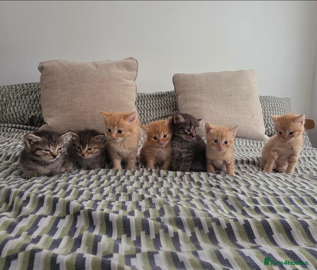 Mixed Breed cats The best homes only! - Advert 1