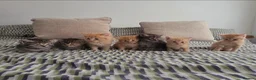 Mixed Breed cats for sale: The best homes only! in Chester - Advert 1