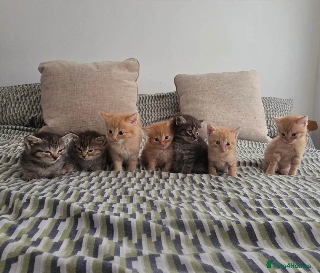 Mixed Breed cats for sale: The best homes only! in Chester - Advert 1