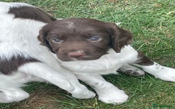 English Springer Spaniel dogs for sale: FTCH sired English Springer Spaniel Puppies - Image 6