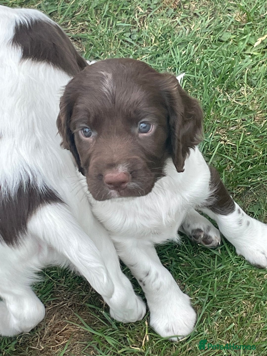 English Springer Spaniel dogs for sale: FTCH sired English Springer Spaniel Puppies - Image 6