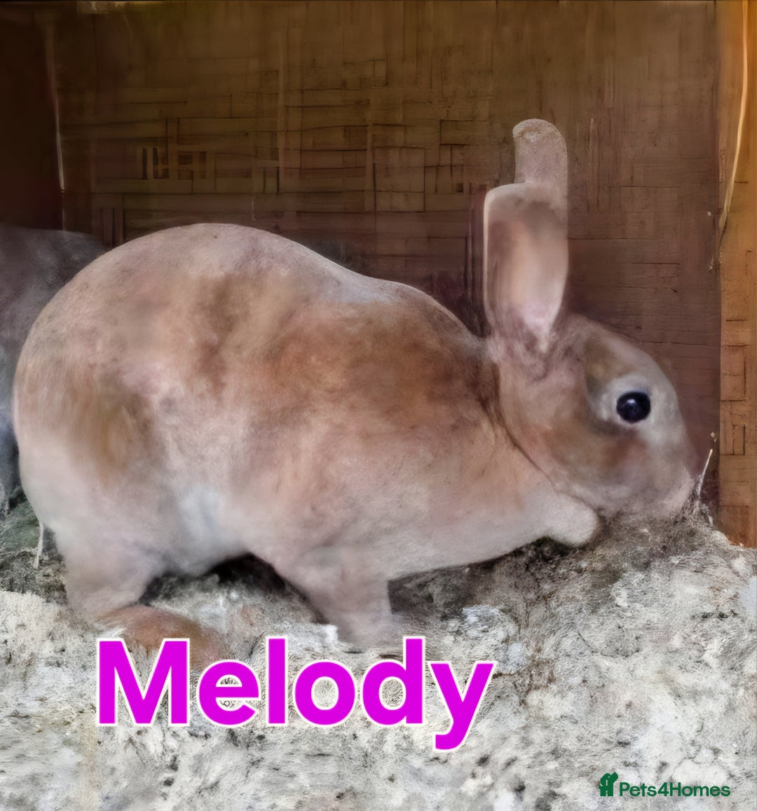 Mini Lop rabbits for sale: ❤️mini lop & mini rex girls available ❤️ - Advert 2