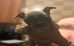 Mixed Breed dogs for sale: French bulldog x British bulldog  - Image 10