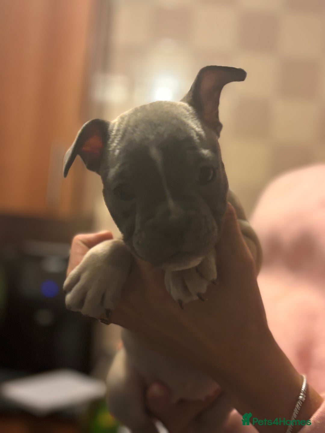 Mixed Breed dogs for sale: French bulldog x British bulldog  - Image 10