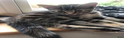 Mixed Breed cats for sale: Two beautiful kittens for sale - Advert 3