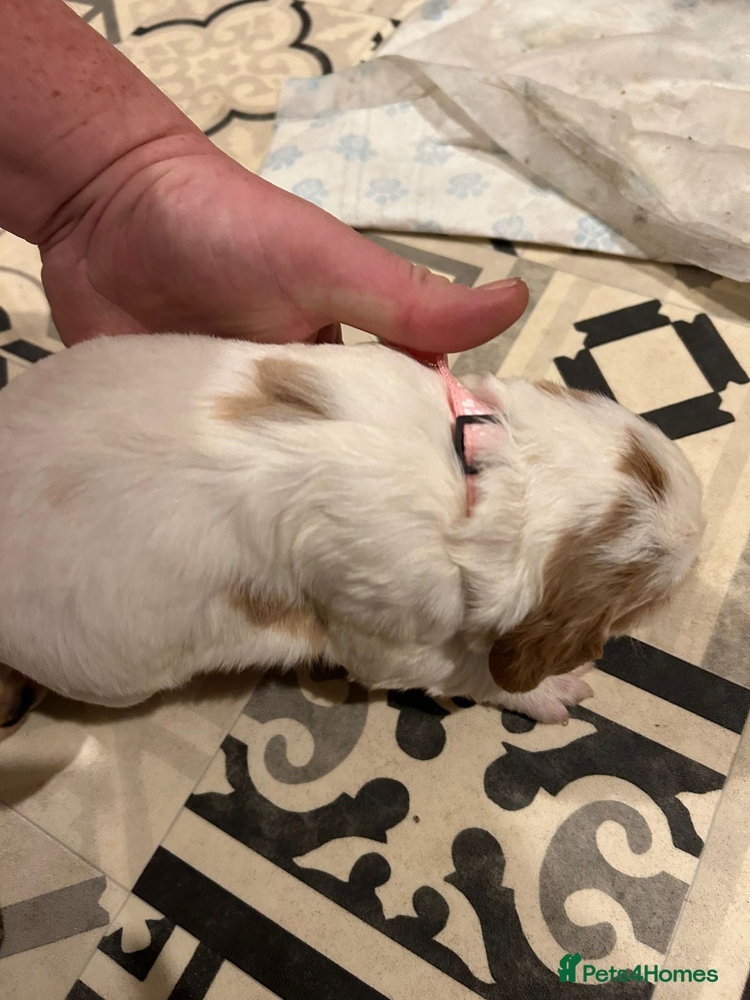 Cocker Spaniel dogs for sale: cocker spaniel puppies  - Advert 4