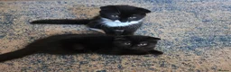 Mixed Breed cats for sale: 4 Female kittens  - Advert 11