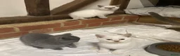 British Shorthair cats for sale: British Shorthair Kittens - Advert 4