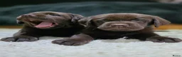 Labrador Retriever dogs for sale: High Quality Chunky Chocolate Labrador Puppies - Advert 8