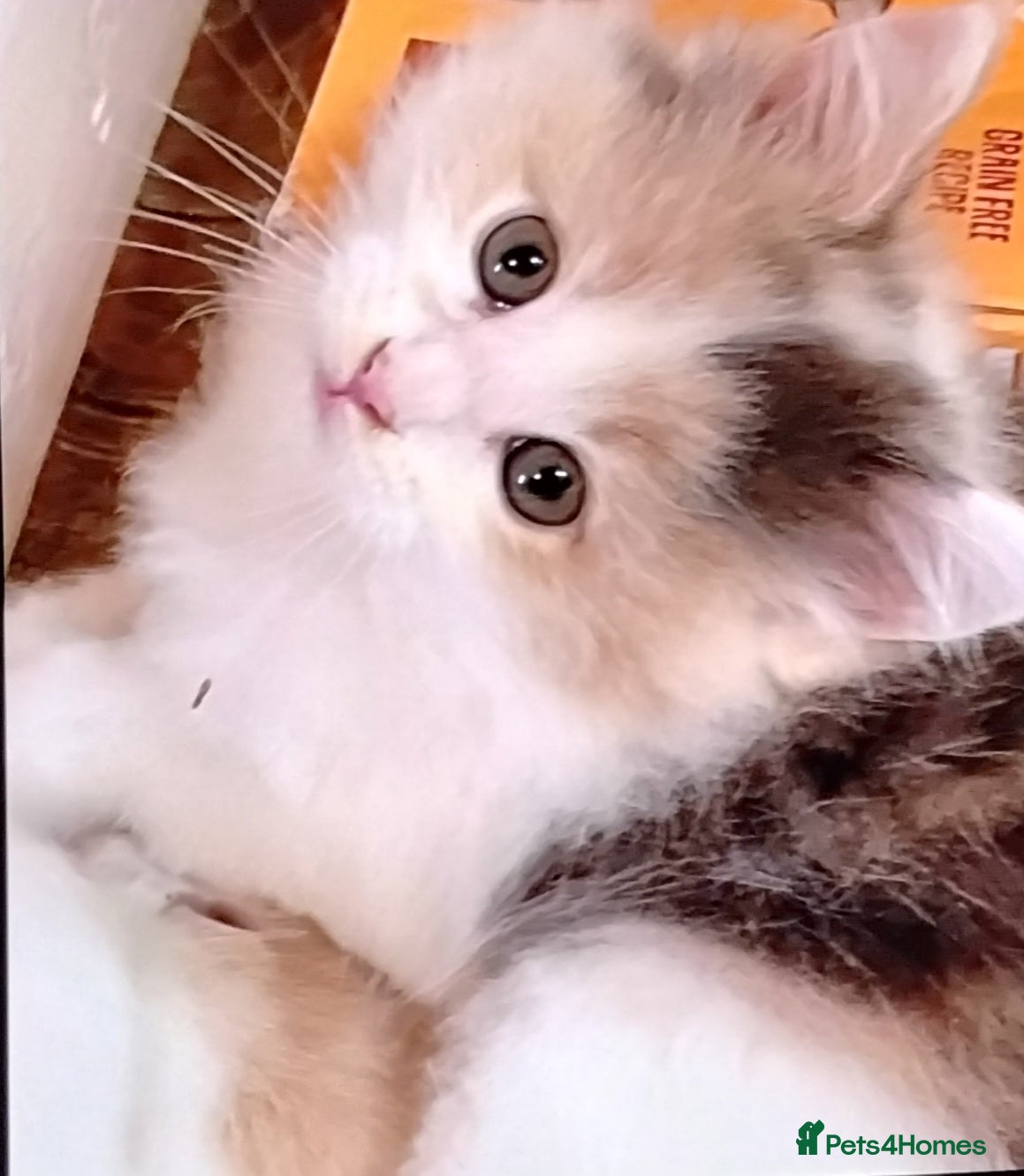 Maine Coon cats Tica registered maincoon kittens  - Advert 4