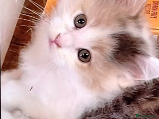 Maine Coon cats Tica registered maincoon kittens - Advert 4