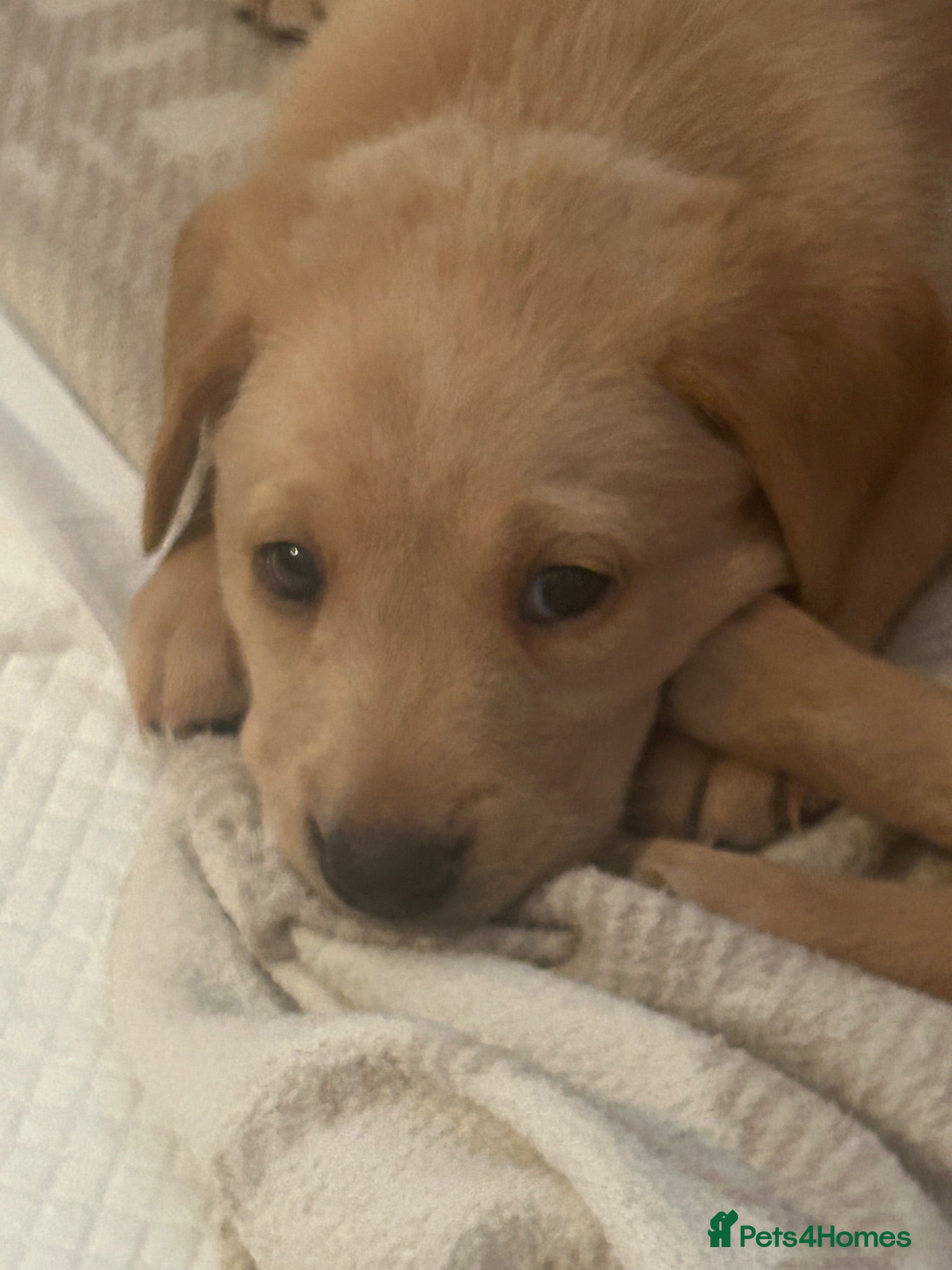 Labrador Retriever dogs Gorgeous Labrador puppies  - Advert 2