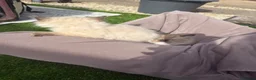 Ragdoll cats for sale: Ragdoll Kittens 🏆 Champ bloodlines  - Advert 9