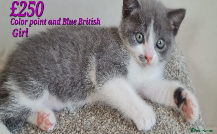 British Shorthair cats - Advert 10