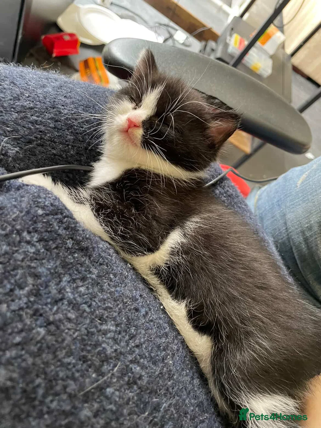 Domestic Shorthair cats for sale: Adorable kitten looking for his forever home  - Advert 1