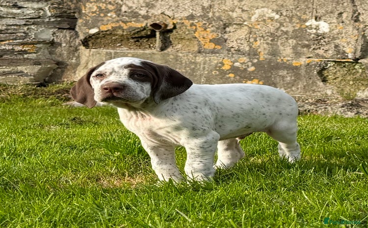 German Shorthaired Pointer dogs - Advert 3