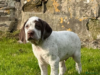 German Shorthaired Pointer dogs - Advert 3