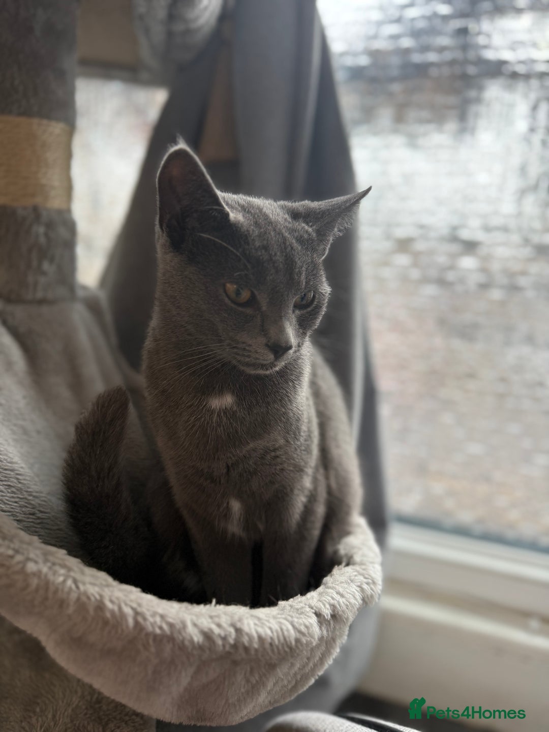 Russian Blue cats for sale: Female rusian blue - Image 3