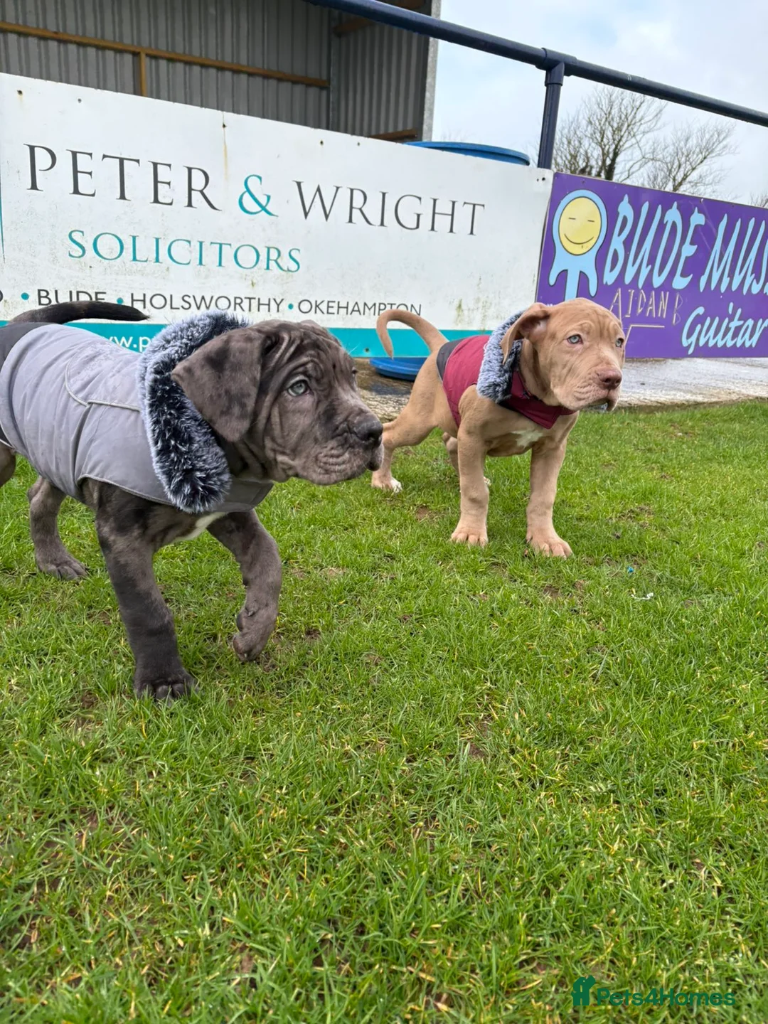 Mixed Breed dogs for sale: Presa X Neo puppy 13weeks ready now! - Advert 2