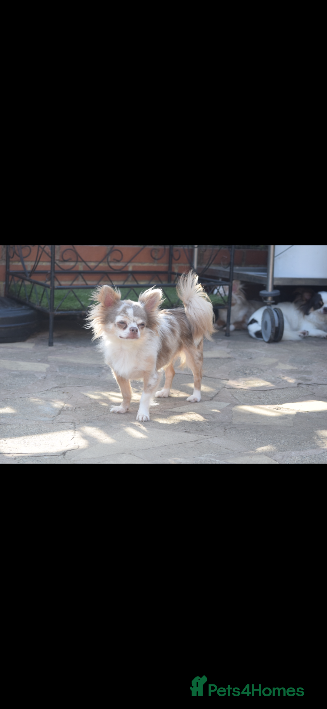 Chihuahua dogs for sale: Stunning chihuahua puppies  - Advert 14