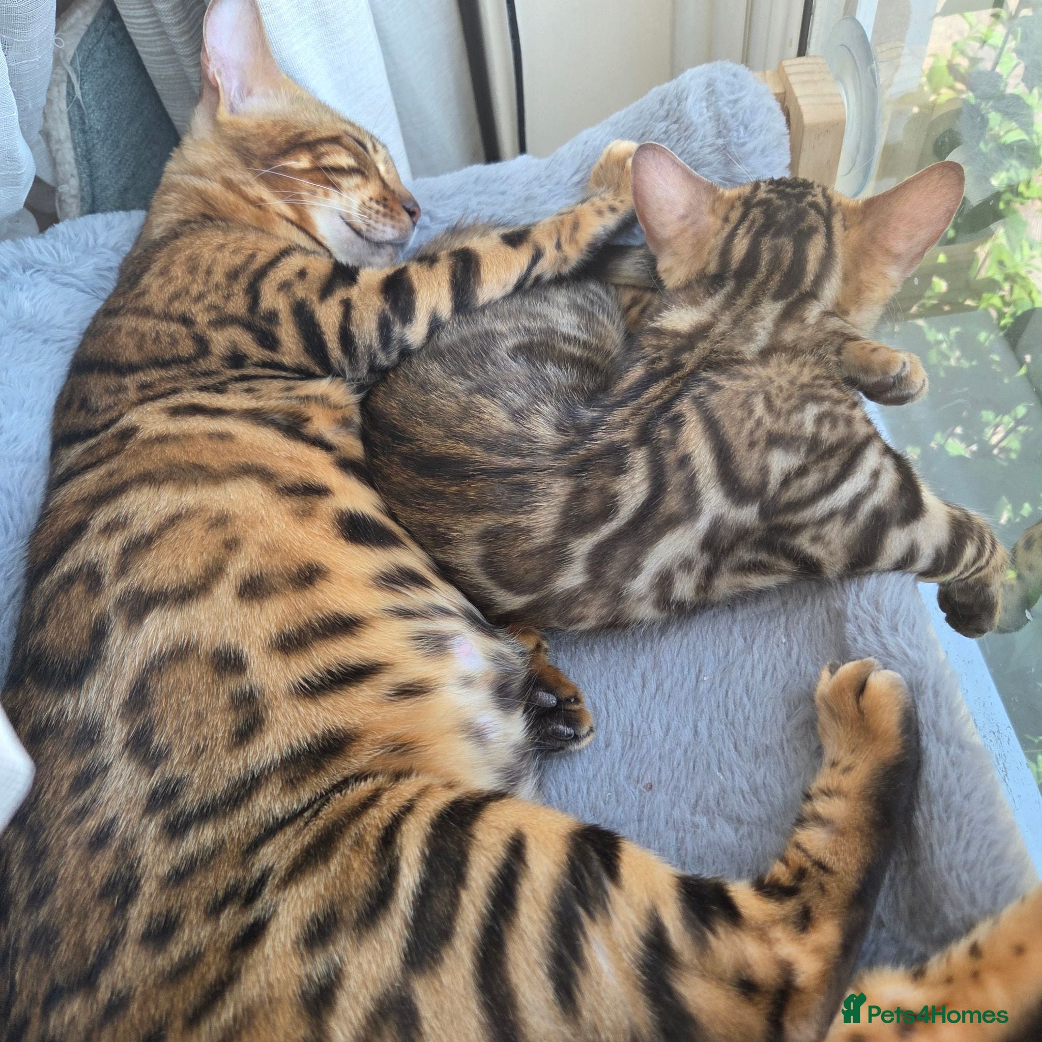 Bengal cats Ready now - pure Bengal TICA registered. - Advert 2