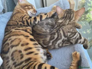 Bengal cats Ready now - pure Bengal TICA registered. - Advert 2