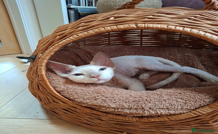 Devon Rex cats - Advert 2