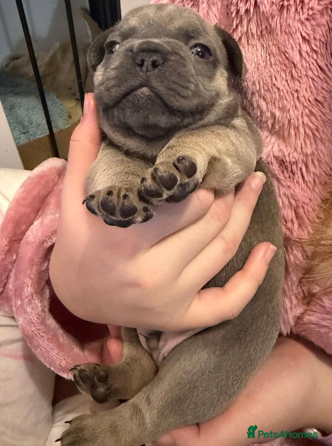 French Bulldog dogs for sale: French bulldog puppies  - Advert 8