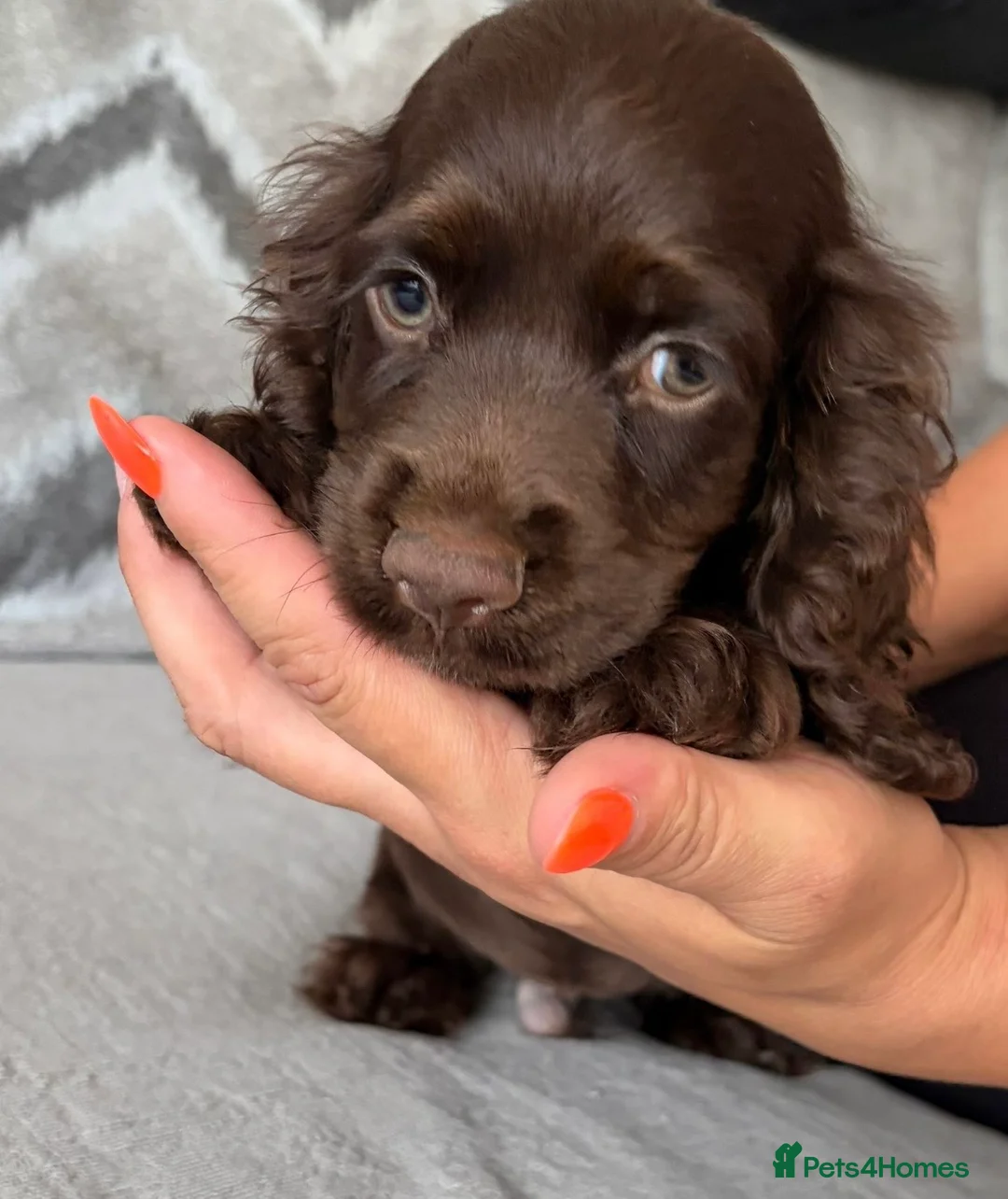 Cocker Spaniel dogs for sale: Beautiful cocker spaniel puppies look new home  - Advert 8