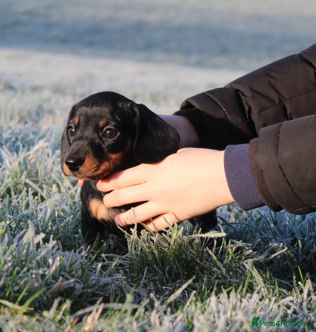 Miniature Dachshund dogs for sale: Stunning Miniature Dachshund Puppies - Advert 4