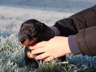 Miniature Dachshund dogs Stunning Miniature Dachshund Puppies - Advert 1
