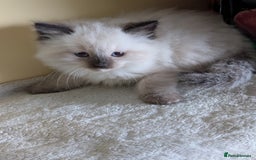 Ragdoll cats for sale:  Ragdoll kitten  - Advert 11