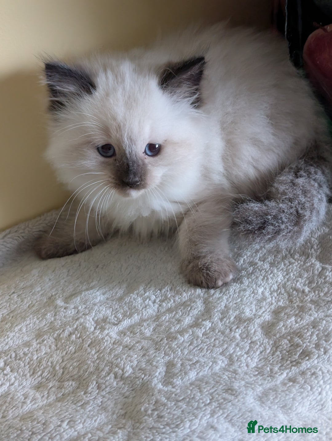 Ragdoll cats for sale:  Ragdoll kitten  - Advert 11