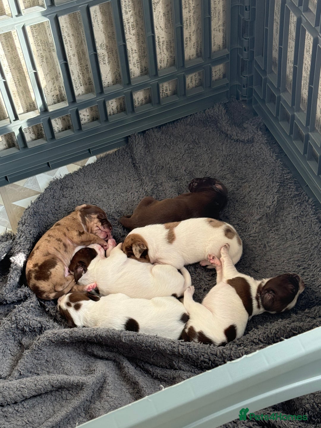 Mixed Breed dogs for sale: English springer spaniel X small French mastiff X - Image 1