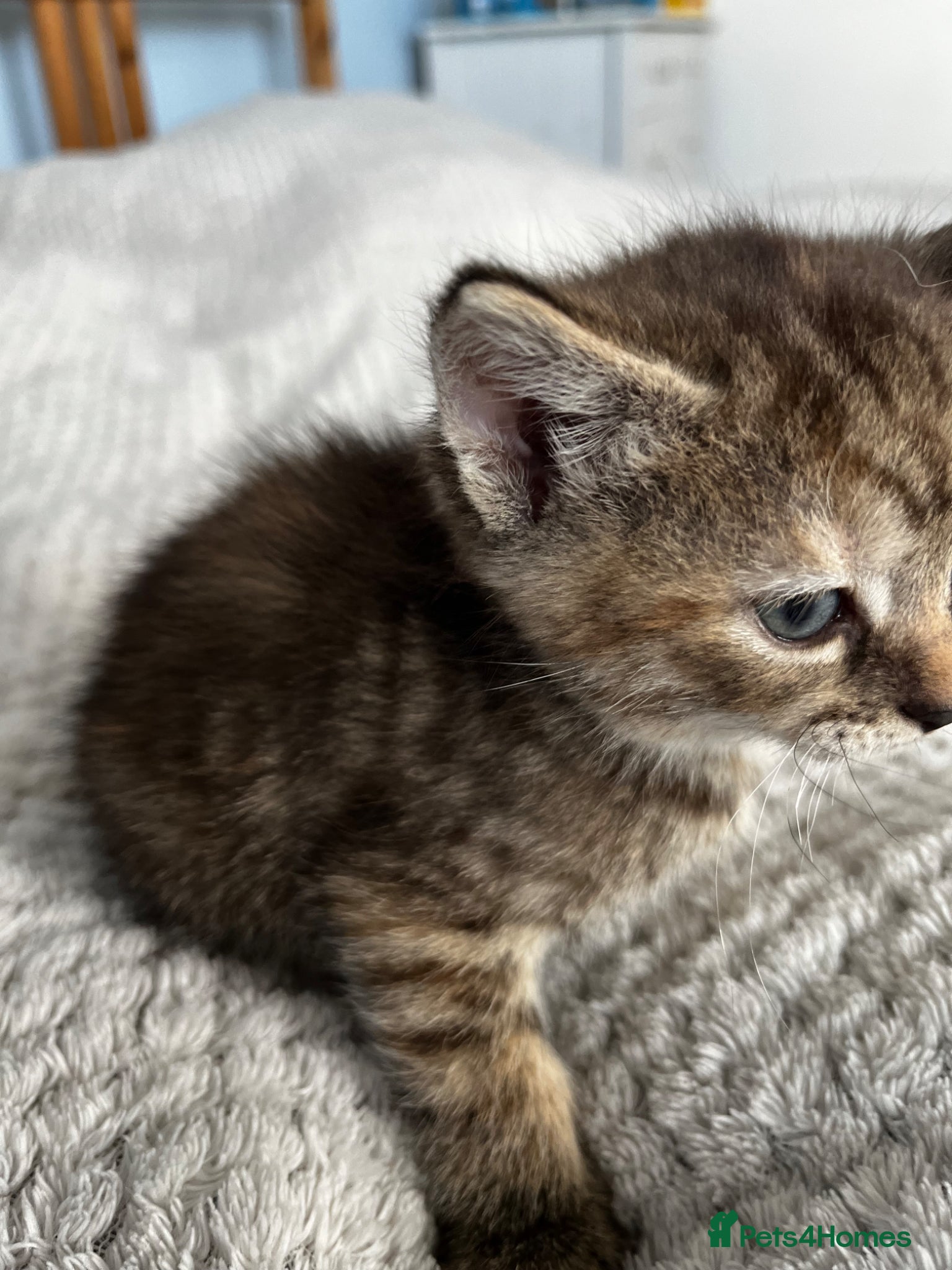 Mixed Breed cats Super cute kittens two left.  - Advert 12