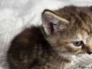 Mixed Breed cats Super cute kittens two left. - Advert 1