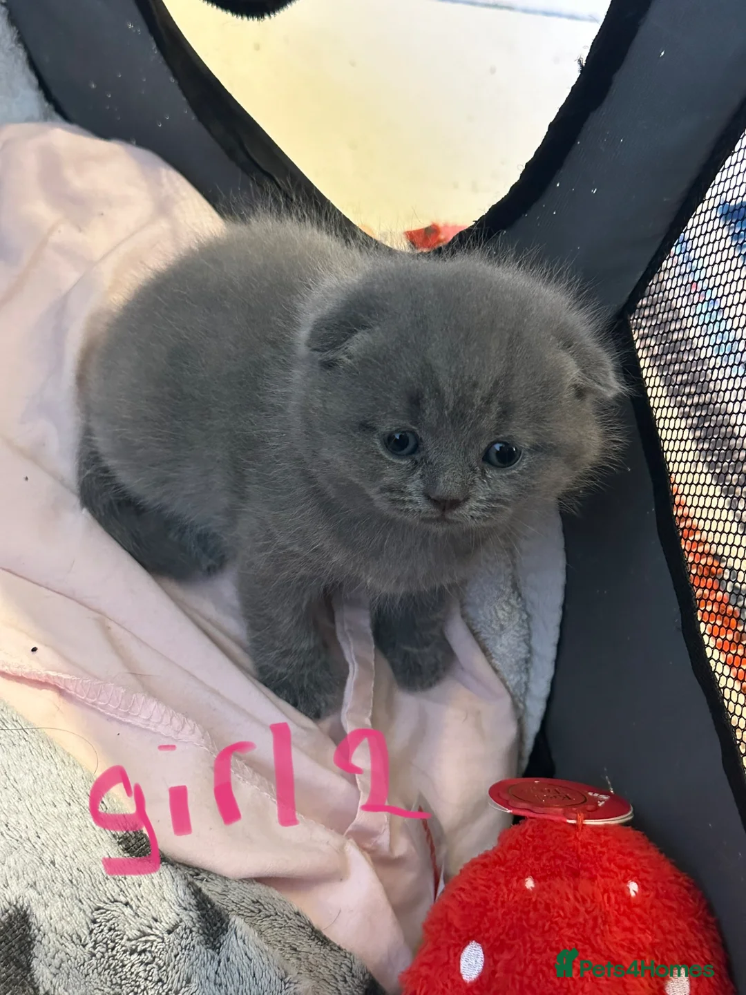 Scottish Fold cats for sale: Last Scottish fold x BSH female kittens available  - Advert 26