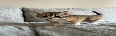 Grey Collar Kitten