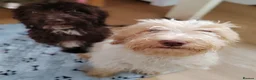 Mixed Breed dogs for sale: Two sprockerpoo sisters for rehoming in Gateshead - Advert 2