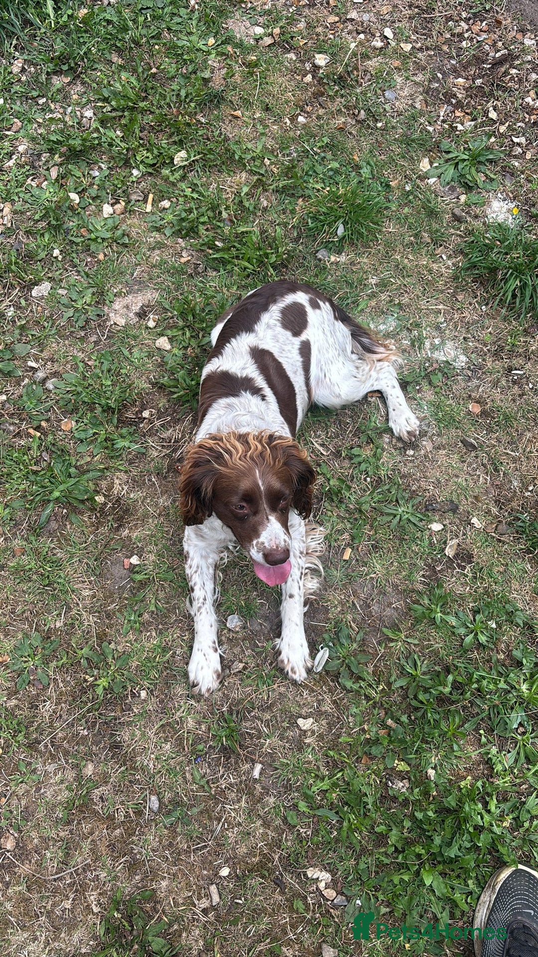 English Springer Spaniel dogs for sale: Cocker spaniel bitch - Image 3