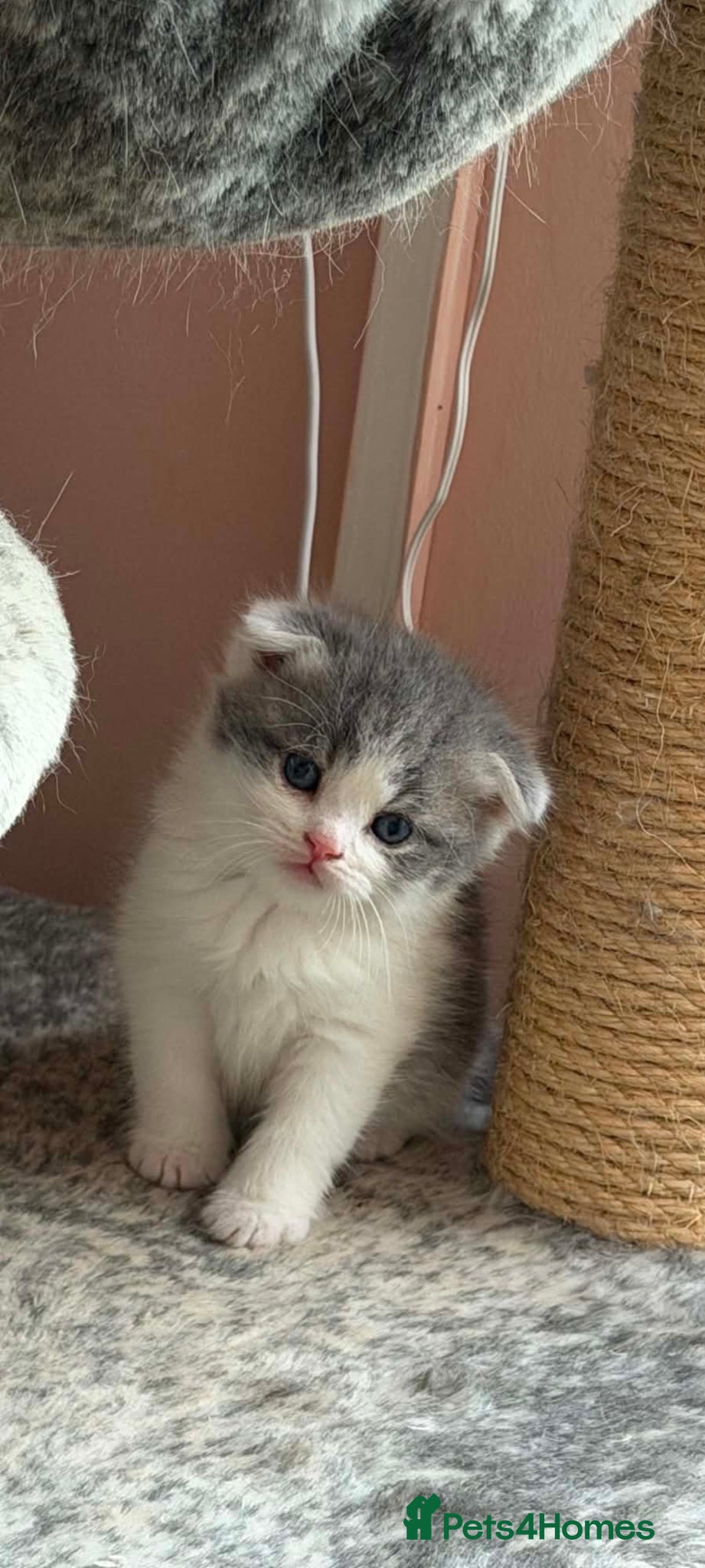 Scottish Fold cats Gorgeous Scottish fold/straight kittens - Advert 1